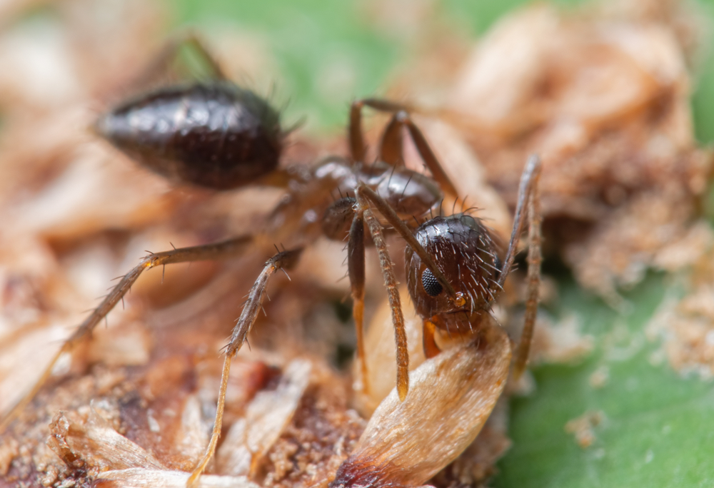 Close-up image of a black ant with visible hairs and segmented body parts, standing on plant or wood fragments. Learn cool ant facts while noting how ants manage waste in their environment, set against a green background.