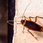 A close-up of a brown cockroach climbing on the edge of a tiled wall, showing its long antennae and legs—an ideal example for cockroach identification in any comprehensive guide.