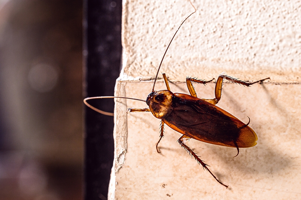 Featured image for Identifying Cockroaches: A Practical Guide