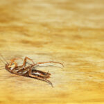 A dead cockroach lies on its back on a wooden surface, legs and antennae raised. The plain yellowish-brown background highlights the impact on homes that various types of roaches can have when left unchecked.