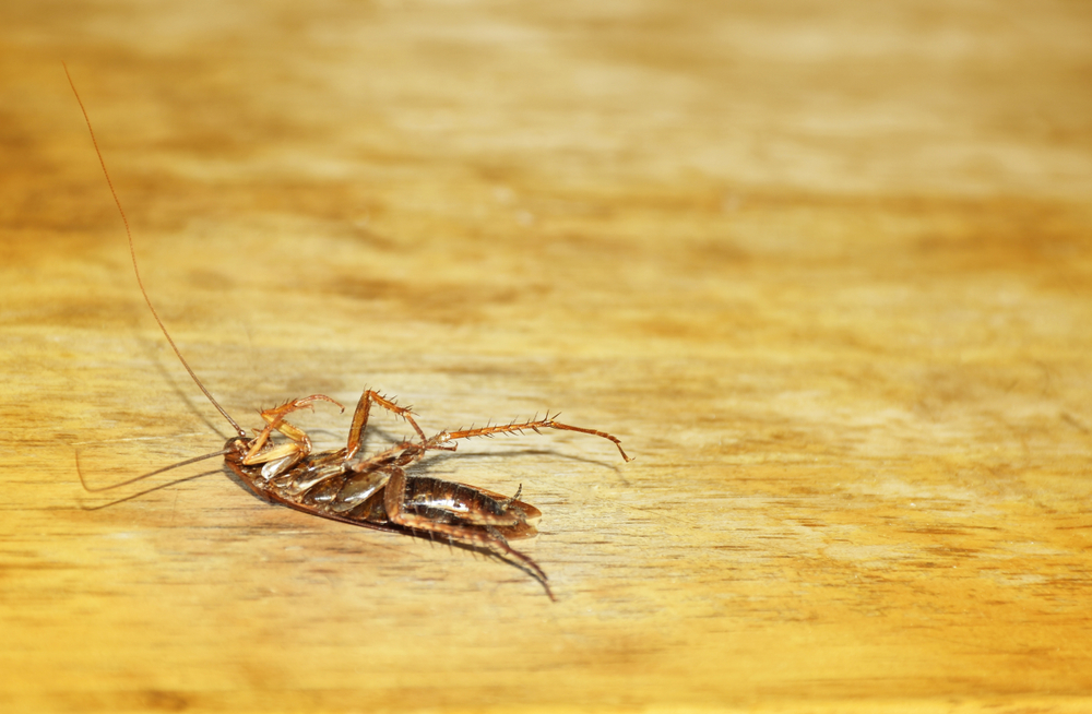 A dead cockroach lies on its back on a wooden surface, legs and antennae raised. The plain yellowish-brown background highlights the impact on homes that various types of roaches can have when left unchecked.