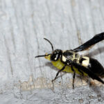 A bald faced hornet stands on a rough, gray wooden surface while carrying a green caterpillar beneath its body—know the sting symptoms and possible treatments if you encounter this striking insect.