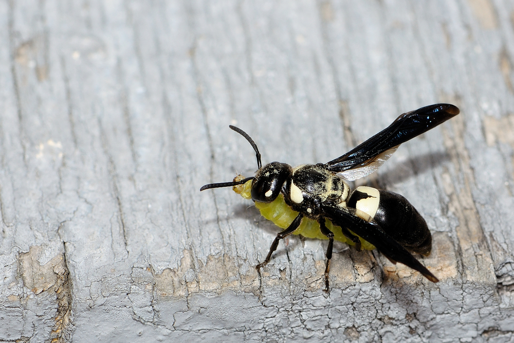 Featured image for Bald Faced Hornet Sting Symptoms and Treatments