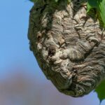 A large, grayish-brown hornets nest hangs from a tree branch against a clear blue sky, with some green leaves visible around the nest—perfect for hornets nest identification.
