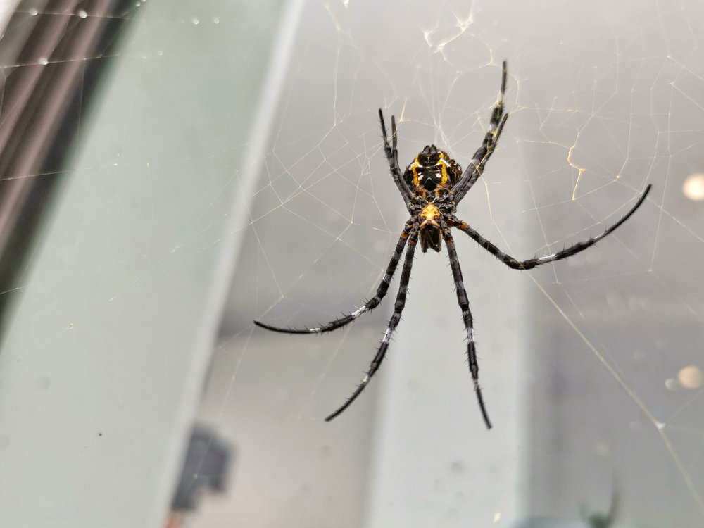 Featured image for Big House Spider: Harmless Yet Intriguing Creatures