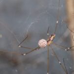 A spider with long, thin legs stands in its web, carrying a cluster of small, round eggs attached to its body. The blurred gray and brown background adds focus. Cellar spider bite symptoms are usually mild and rarely require treatment.