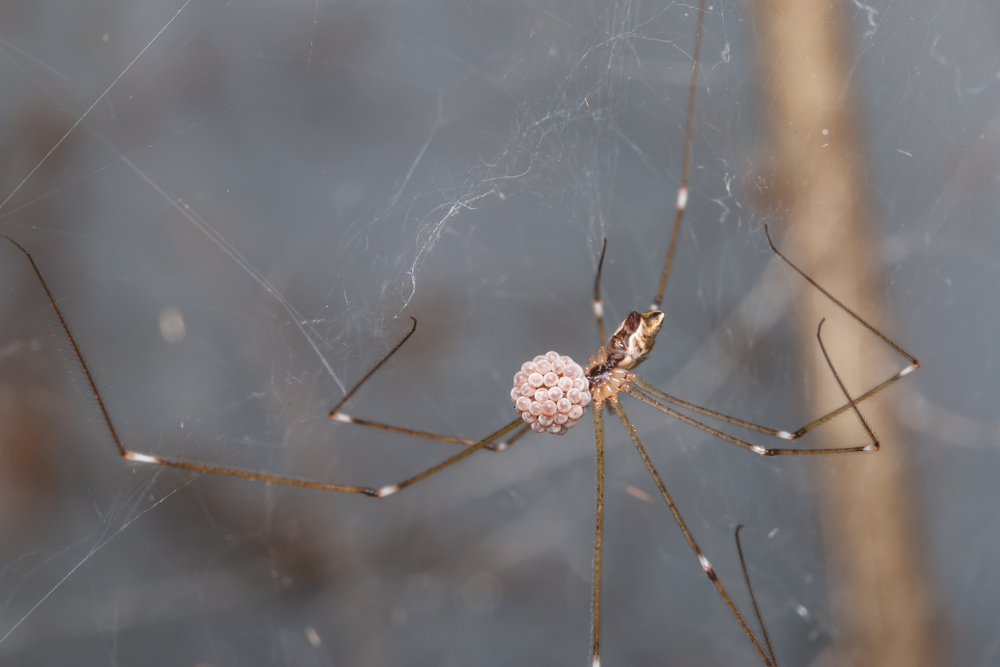 Featured image for Cellar Spider Bite: Symptoms and Treatment Options