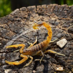 A yellow Desert Hairy Scorpion stands on a weathered tree stump, its tail arched upwards. Sunlight highlights the scorpion and the textured stump, while green habitat blurs softly in the background.
