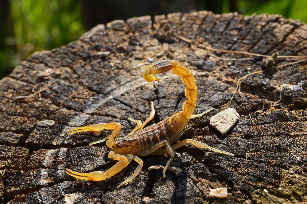 Featured image for Desert Hairy Scorpion: Facts and Habitat Insights