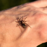 A brown spider stands on the back of a person's hand, shown in close-up with visible skin texture and hair—perfect for examining symptoms after a possible jumping spider bite. The blurred background keeps focus on the spider and hand.