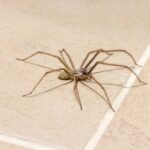 A close-up of a Large House Spider with long legs on a light-colored tiled floor. The spider is positioned near the intersection of two grout lines—a common spot homeowners might encounter these fascinating creatures.