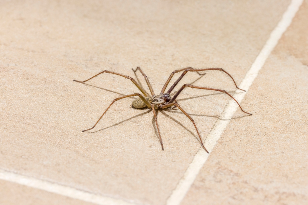 Featured image for Large House Spider: Facts and Tips for Homeowners