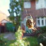 A close-up of a brown and white spider sitting in the center of its web, with a blurred residential house, garden, and greenery in the background—perfect for those curious about what might attract spiders to their home.