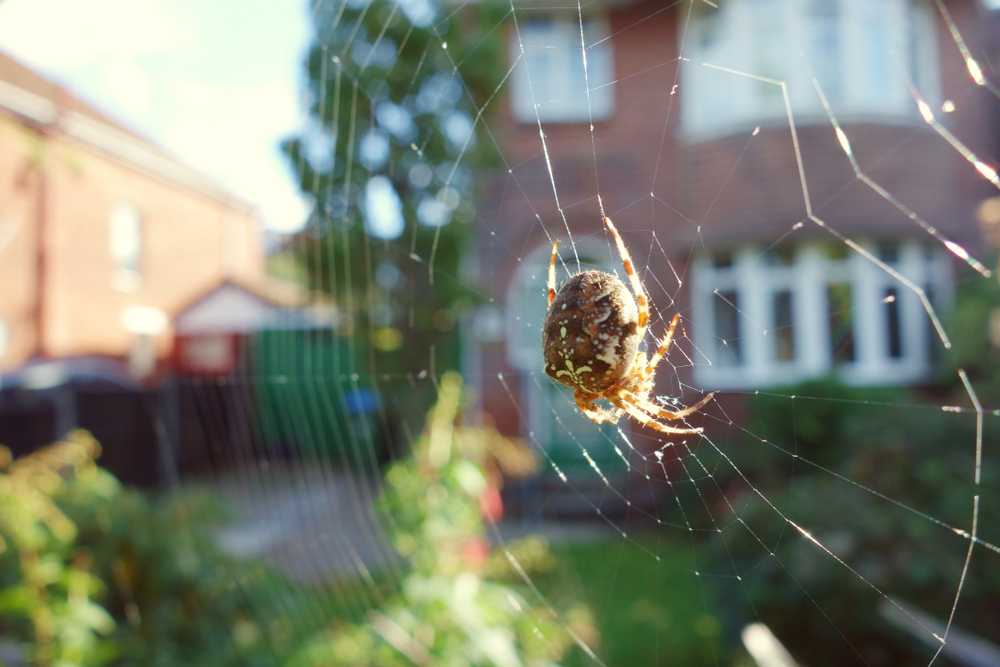A close-up of a brown and white spider sitting in the center of its web, with a blurred residential house, garden, and greenery in the background—perfect for those curious about what might attract spiders to their home.