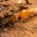 Close-up of two termites on a piece of wood, one with a darker, larger head and visible mandibles, interacting with a lighter-colored termite—highlighting why it’s crucial to stop infestation in a natural setting.