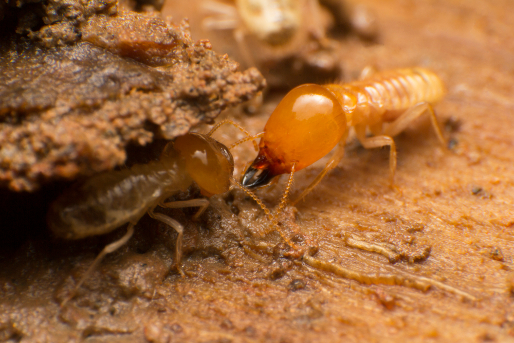 Featured image for What Causes Termites? Easy Ways to Stop Infestation