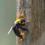 A close-up of a black and yellow carpenter bee clinging to and burrowing into wood, with shavings around the hole—a perfect guide for carpenter bee identification.