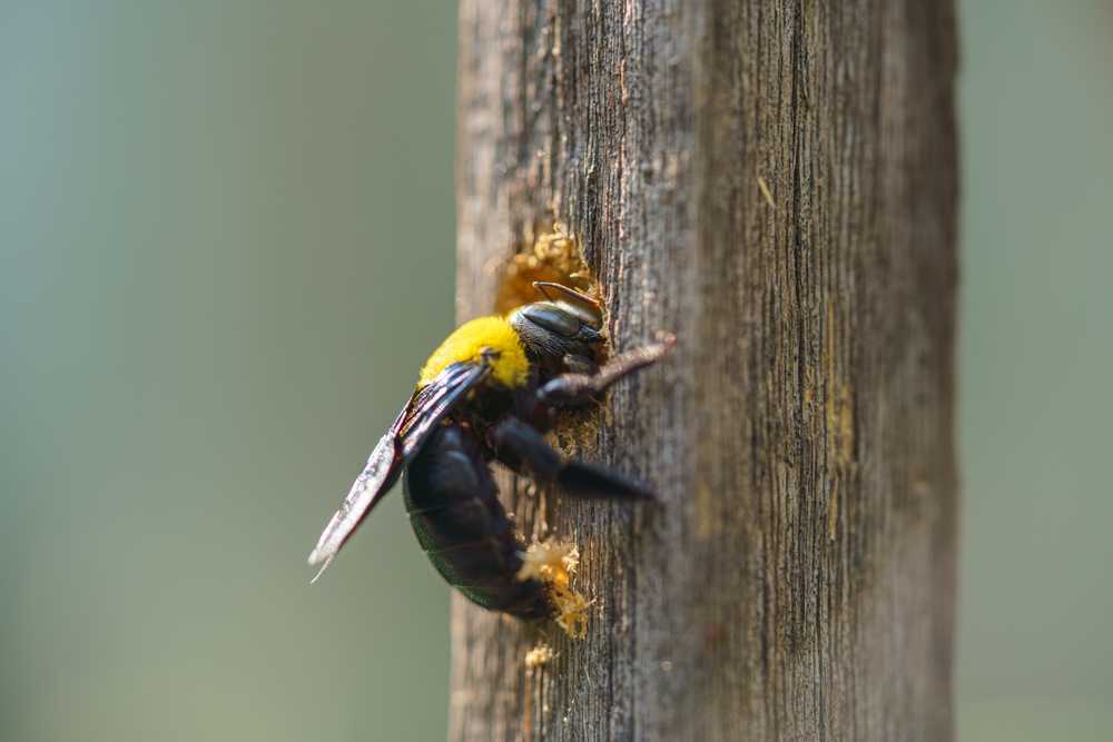 Featured image for What Does a Carpenter Bee Look Like? Easy ID Guide