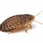 A close-up view of a brown and beige cockroach showcases features used for roach identification—segmented body, six legs, and long antennae—isolated on a white background. Perfect for recognizing common roaches.
