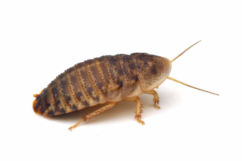 Featured image for Roach Identification Guide: Common Species and Key Traits