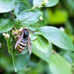 A close-up of a dangerous Bald Faced Hornet with yellow and black stripes resting on green leaves, set against a blurred natural background.