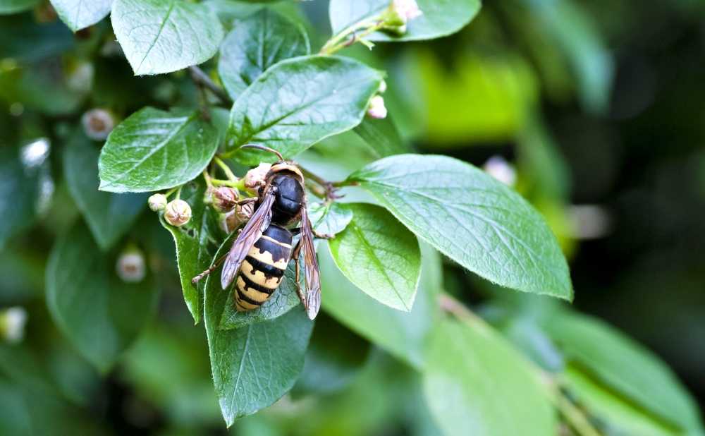 Featured image for Are Bald-Faced Hornets Dangerous? The Facts You Should Know