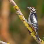 A black and white woodpecker with a red spot on its head clings to a branch covered in yellow lichen, with a blurred green and brown background—a striking member of the protected woodpeckers family.