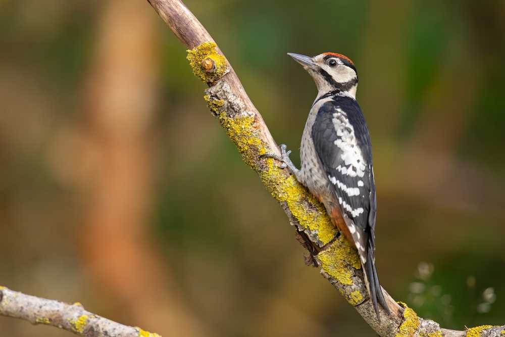 Featured image for Are Woodpeckers Protected? What You Should Know
