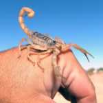 A pale Arizona scorpion species with its tail raised stands on the back of a person's hand. The background shows a clear blue sky and a blurry desert landscape, perfect for an informative Scorpion Guide.