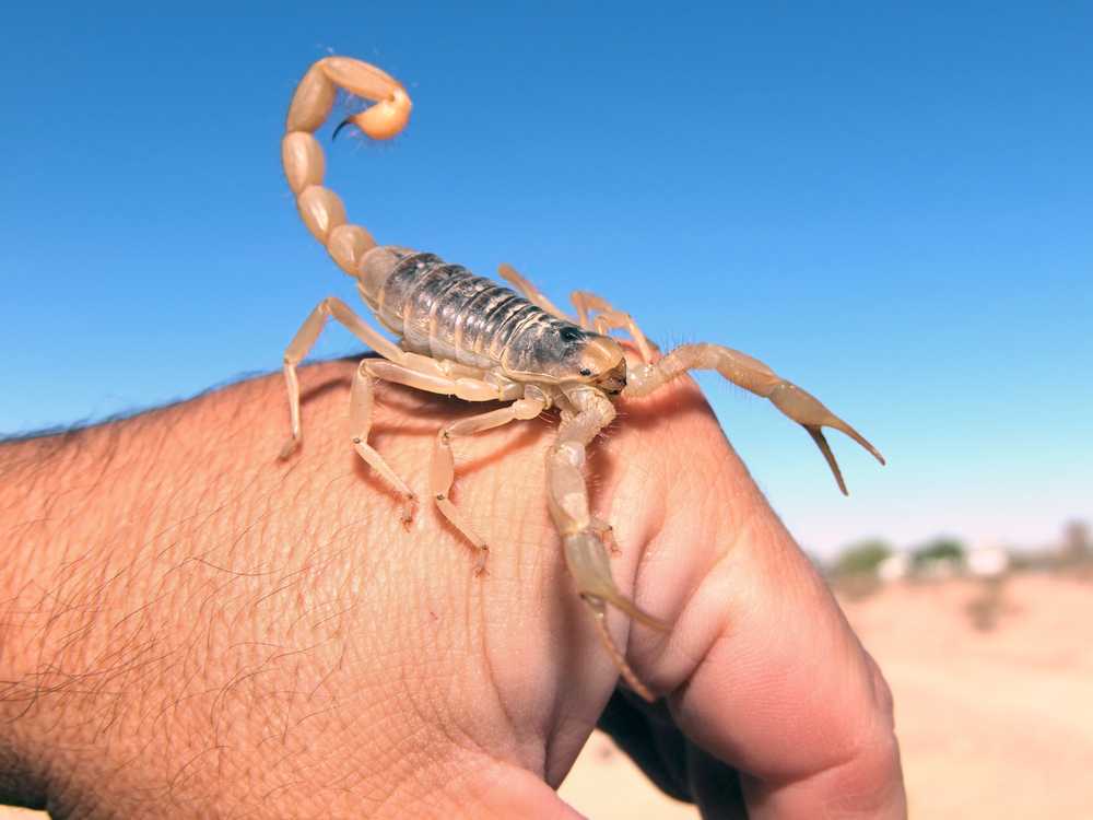 Featured image for Arizona Scorpion Identification: Common Species and Safety Tips