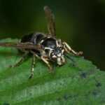 A close-up of a hornet perched on a green leaf, showing detailed features such as its wings, legs, compound eyes, and segmented body. The background is dark and out of focus.
