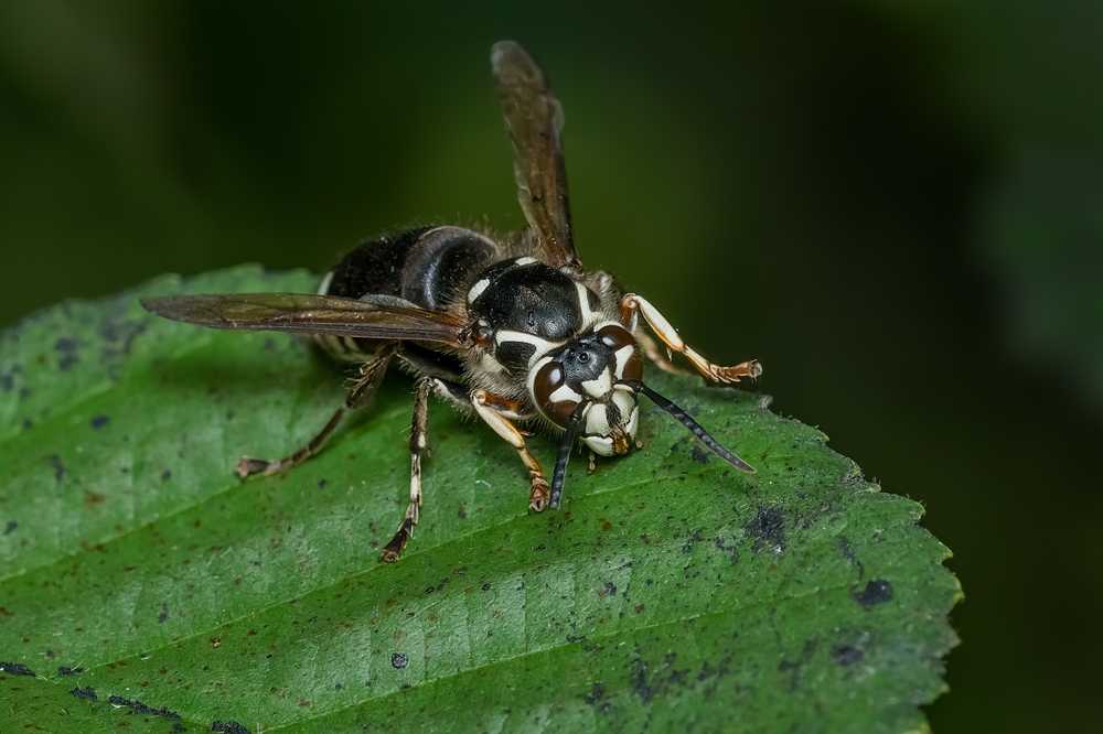 A close-up of a hornet perched on a green leaf, showing detailed features such as its wings, legs, compound eyes, and segmented body. The background is dark and out of focus.