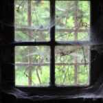 A dusty window with six panes is covered in cobwebs—possible signs of a black widow infestation. Green foliage and tree branches are visible outside, with twigs and leaves pressing against the glass.