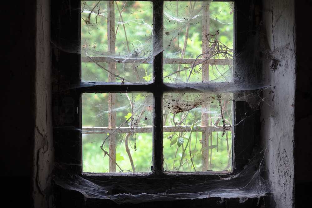 Featured image for Black Widow Infestation: Signs and Safe Removal Tips