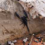 A black scorpion climbs up a rough, beige concrete wall surrounded by rocks, debris, and a dried leaf at the base—reminding us of the importance of home safety where scorpions can climb walls with ease.