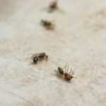 Close-up of several dead small insects, possibly ants, lying on a light, textured surface, with one insect in sharp focus in the foreground and others blurred in the background—a stark reminder of nature’s truth about diseases.