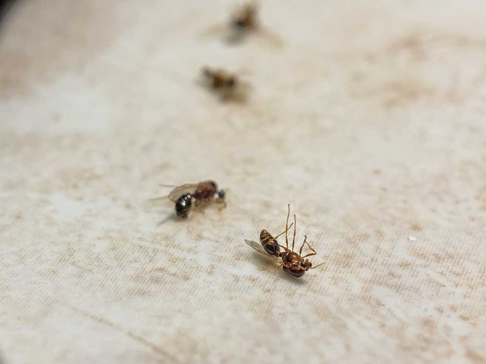 Featured image for Do Ants Carry Diseases? Facts You Should Know