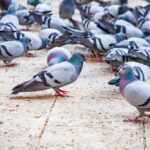 A large group of pigeons stands and walks on a paved surface, with some birds eating scattered food. While these pigeons have grey bodies, iridescent necks, and black wing markings, their presence can pose health risks due to diseases they may carry.