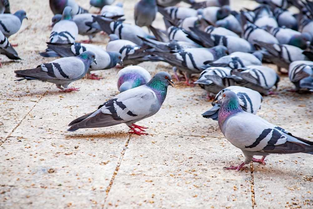 Featured image for Pigeons and Disease: Real Risks Explained