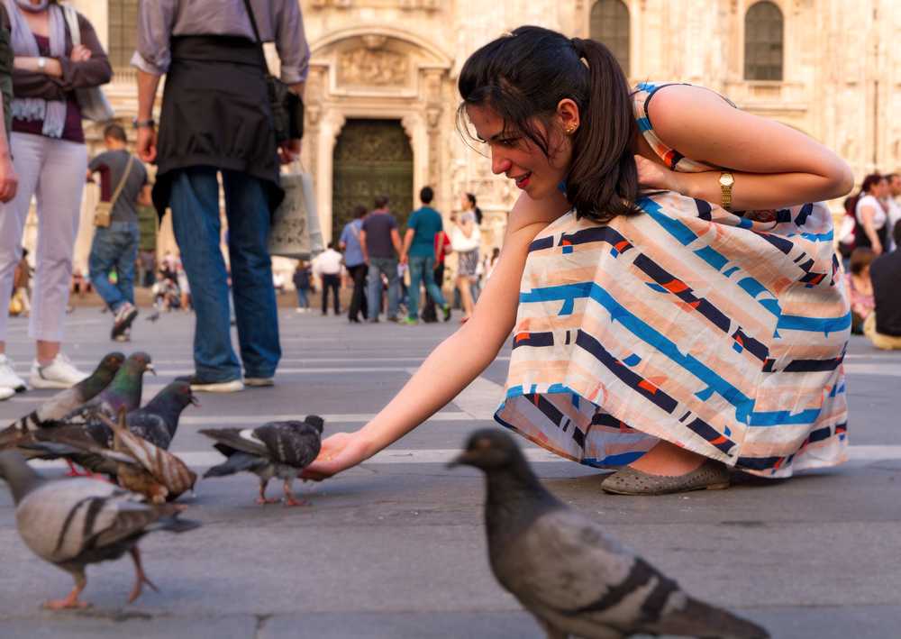 Featured image for Are Pigeons Dangerous? Diseases, Risks, and Safety Tips