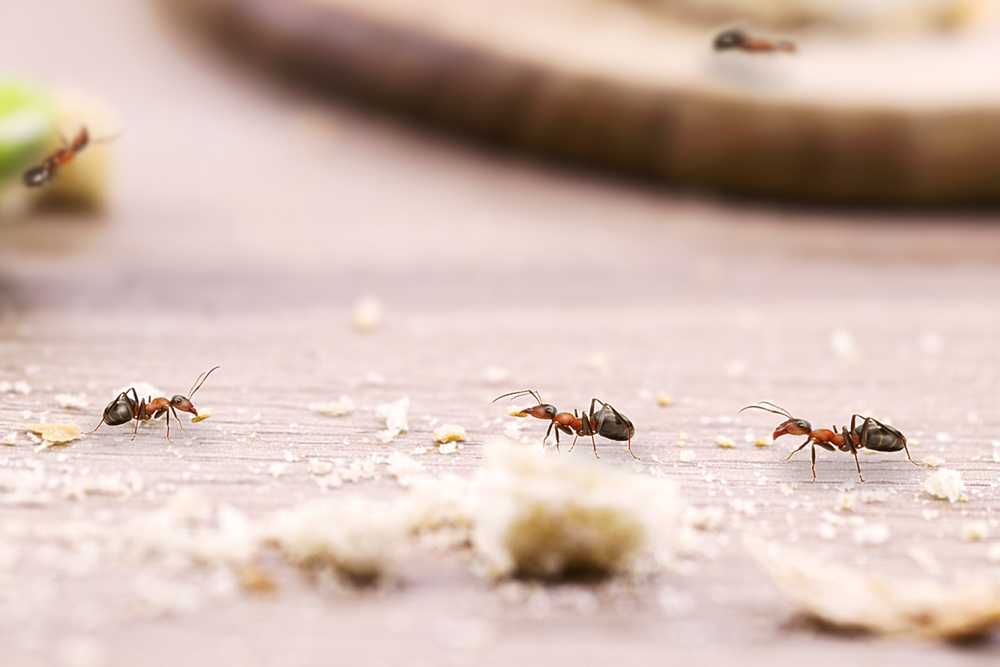 Featured image for Ant Prevention Tips: How to Keep Ants Out of Your Home
