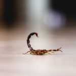 A close-up of a scorpion on a smooth, light-colored surface with its tail arched over its back. The blurred background highlights the importance of scorpion prevention to keep scorpions out of your home.
