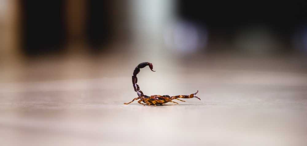 Featured image for How to Keep Scorpions Out of Your House: Effective Strategies