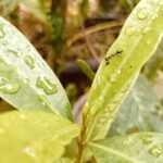 A black ant crawling on a green leaf with water droplets, surrounded by other green leaves in a garden setting. The background is blurred.
