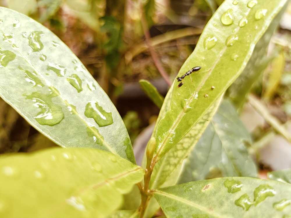 A black ant crawling on a green leaf with water droplets, surrounded by other green leaves in a garden setting. The background is blurred.