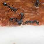 Close-up of several black ants crawling on a textured brown and white surface, possibly food or a natural material, with details of their legs and bodies visible.
