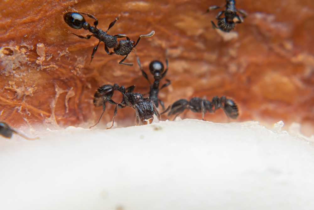 Close-up of several black ants crawling on a textured brown and white surface, possibly food or a natural material, with details of their legs and bodies visible.