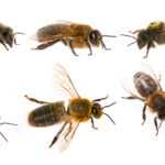 Six bees are shown against a white background, each in a different position. Two bees have green and yellow numbered tags attached to their thoraxes. The bees' wings, legs, and body details are visible.