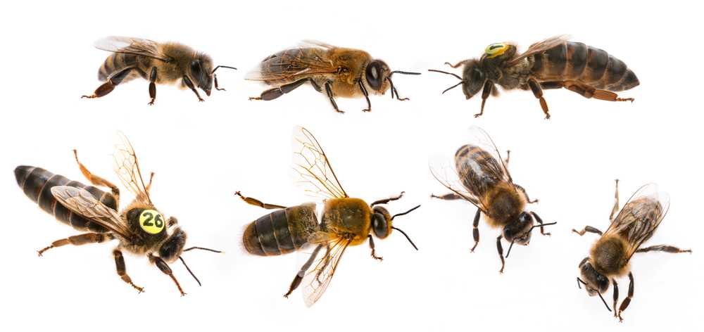 Featured image for Essential Guide to Hornet Types: Identification and Differences