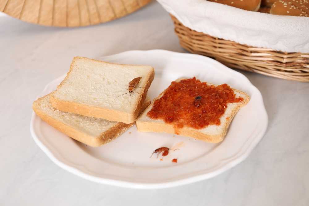 Featured image for Light Brown Cockroaches: How to Identify and Get Rid of Them